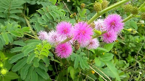 Bỏ túi ngay 5 bài thuốc nam chữa xương khớp an toàn, tiết kiệm chi phí