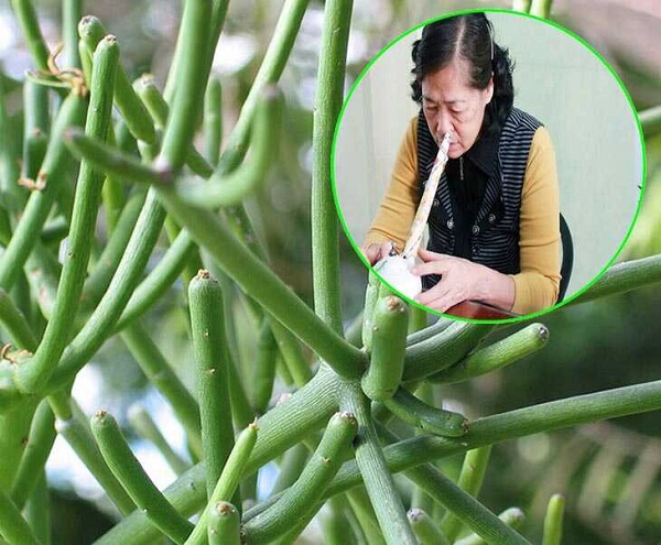 Hướng dẫn sử dụng cây thuốc nam chữa viêm xoang an toàn tại nhà